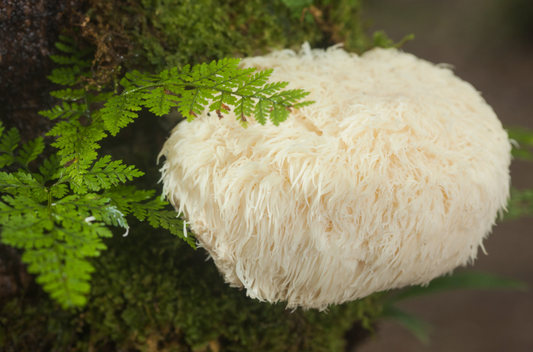 Unveiling the Wonders of Lion's Mane Mushrooms: Health Benefits and Culinary Delights