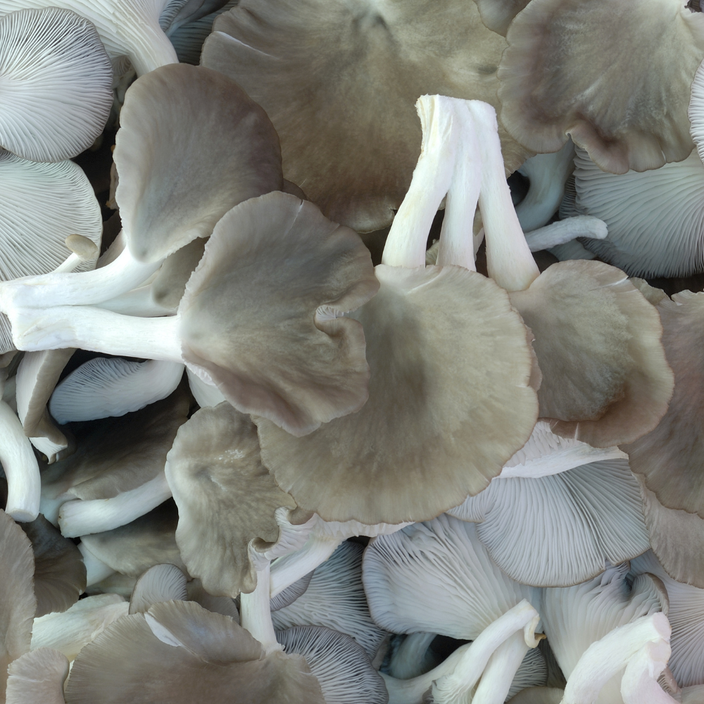 Dried Grey Oyster Mushrooms - 1 oz.